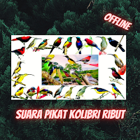 Suara Pikat Kolibri Ribut