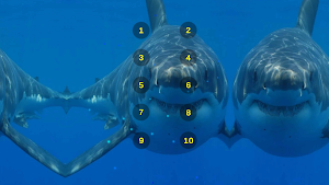 Great White Shark Soundboard Screenshot 3