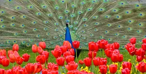 Peacock Wallpaper HD - group 1 Screenshot 3