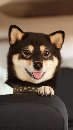 Shiba Inu Wallpaper Screenshot 1