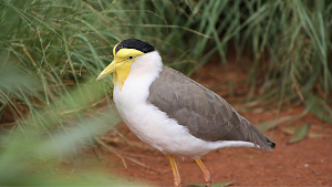 Australian Bird sounds Screenshot 3