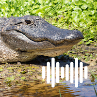 Alligator & Croc Hunting Calls