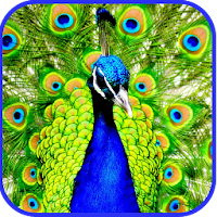 Peacock Live Wallpaper