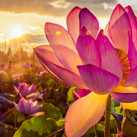 Water Lily Wallpaper