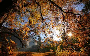Autumn Wallpapers Screenshot 2
