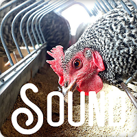 Chicken Soundboard Ringtones