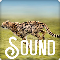 Cheetah Roar Sound Ringtones