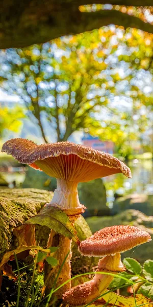 Mushroom Wallpapers Screenshot 3