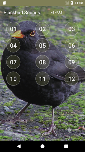 Black Bird Call Sounds Screenshot 0