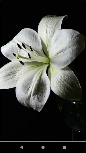 Lily Flower Backgrounds Screenshot 1