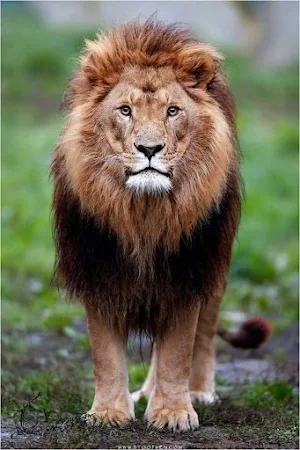 Lion Video Wallpaper Screenshot 2