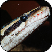 Snakes wallpapers