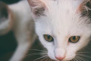 White cats wallpapers Screenshot 3