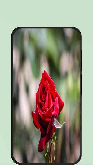 rose flower pic Screenshot 0