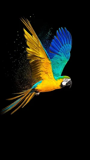 Parrot -Wallpapers,Puzzle Screenshot 2