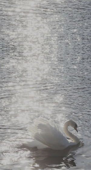 Swan Wallpaper HD Screenshot 2