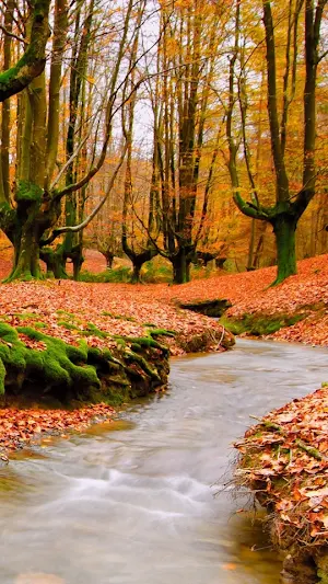 Autumn Wallpapers Screenshot 0