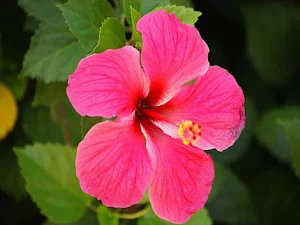 🌷🌷Pictures of Flowers: Beautiful Images To Share Screenshot 1