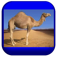 Proverbes en Tamajeq avec audio