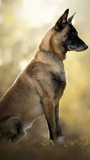 Belgian Malinois Wallpapers Screenshot 1