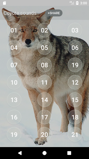 Coyote (Animal) Sounds Screenshot 1