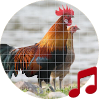 Red junglefowl Sounds ~ Sboard.pro