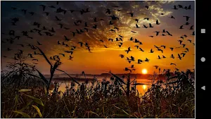 Sunset Beauty Backgrounds Screenshot 2