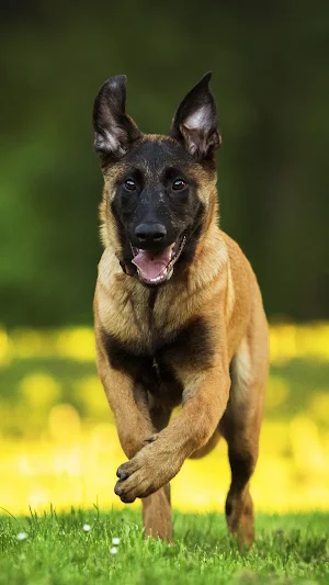 German Shepherd Wallpapers Screenshot 1