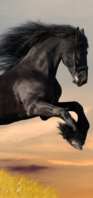 Horse Wallpaper screenshot 7