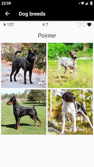 Dog breeds - Photo Quiz Screenshot 1