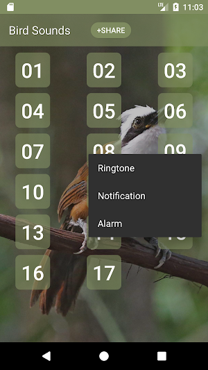Laughingthrushes Bird Sounds Screenshot 1