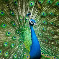 peacock sounds