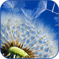 Dandelion HD Video Wallpaper