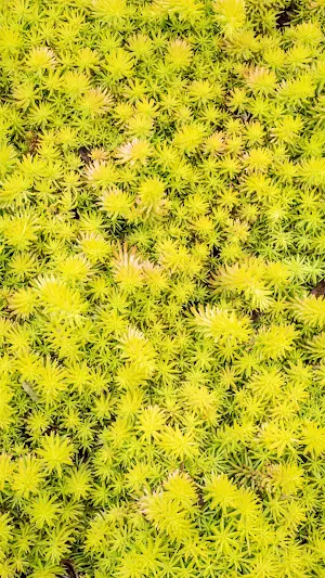 Sedum Wallpaper Screenshot 3