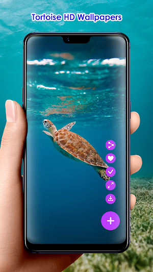 Tortoise HD Wallpapers Screenshot 1