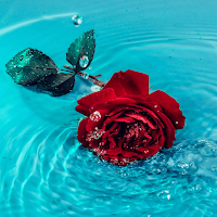 صور ورد