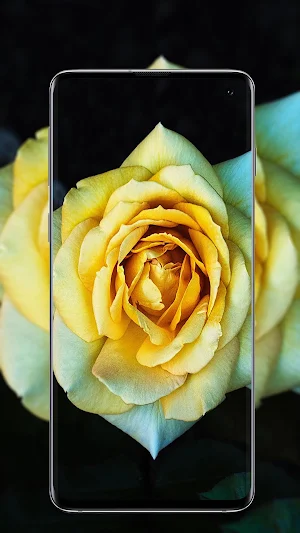 Rose wallpaper Screenshot 3
