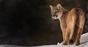 Cougar Wallpaper HD Screenshot 2