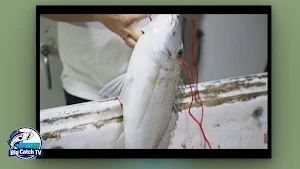 Big Catch TV Screenshot 1