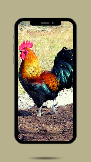 Rooster Ringtone Screenshot 1