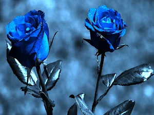 Blue Rose Wallpapers Screenshot 3