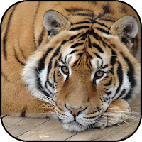 Tiger wallpapers