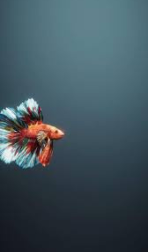 Betta Fish Wallpapers Screenshot 1