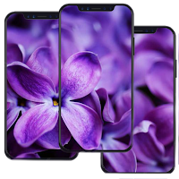 Lilac Wallpapers HD