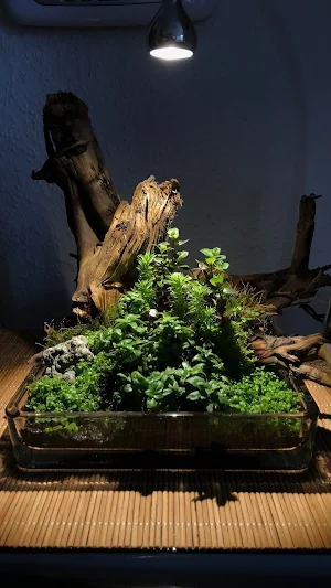 Terrarium Wallpapers Screenshot 1
