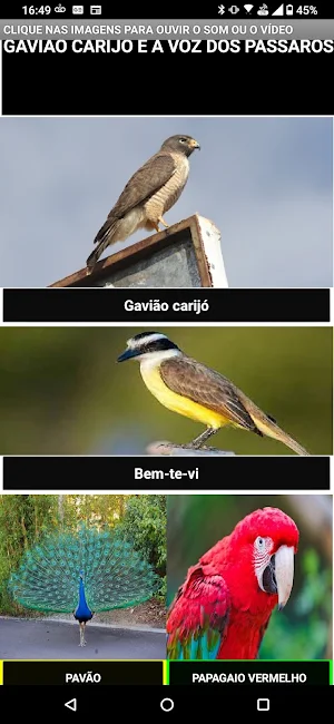 Gavião carijó e a voz das aves Screenshot 0