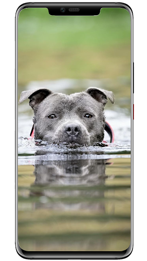 Wallpapers Dogs Screenshot 0