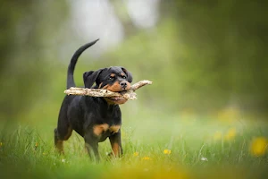 Rottweiler Dog Wallpapers Screenshot 1