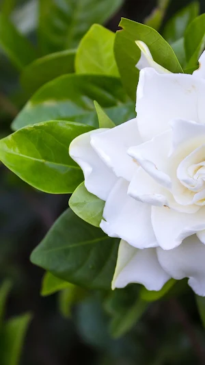 Gardenia Wallpaper Screenshot 2