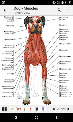 vet-Anatomy Screenshot 0